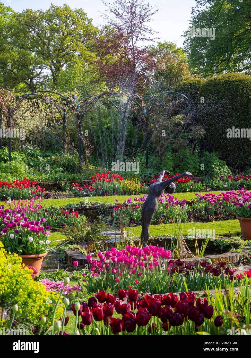 Hose watering vibrant tulip beds on an April afternoon in the Sunken garden,  Chenies Manor. The ornamental pond and sculpture of diver in the centre. Stock Photo