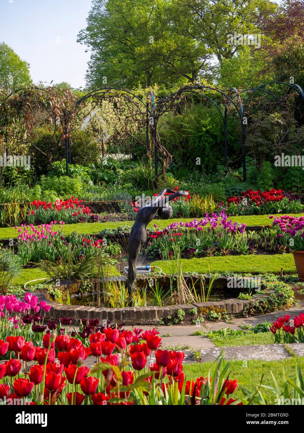 Red and purple tulips in the sunken garden at Chenies with ornamental pond. Statue of a diver reaches up skywards. Stock Photo