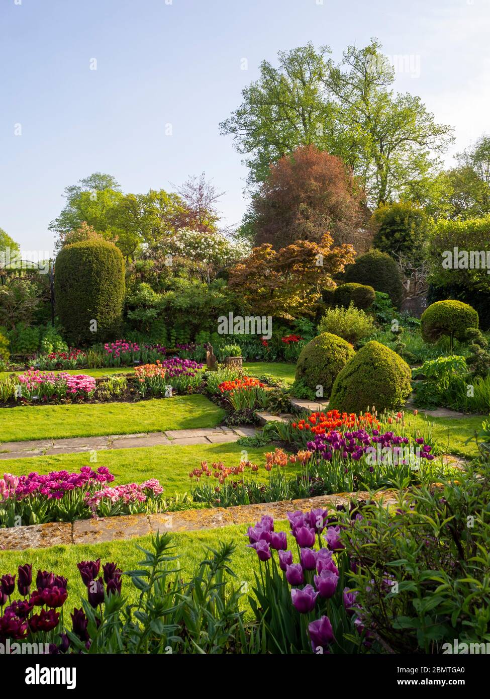 Path up the steps through clipped box bushes in the Sunken garden at Chenies Manor at tulip time. Lawn and paved paths through rows of spring bulbs. Stock Photo
