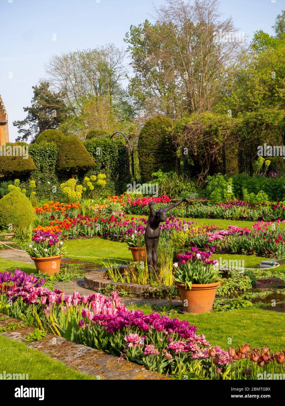 Portrait of Chenies Manor sunken garden, mauve, red,purple tulips in full bloom, fresh green lawn, ornamental pond, statue of diver, topiary and tubs. Stock Photo