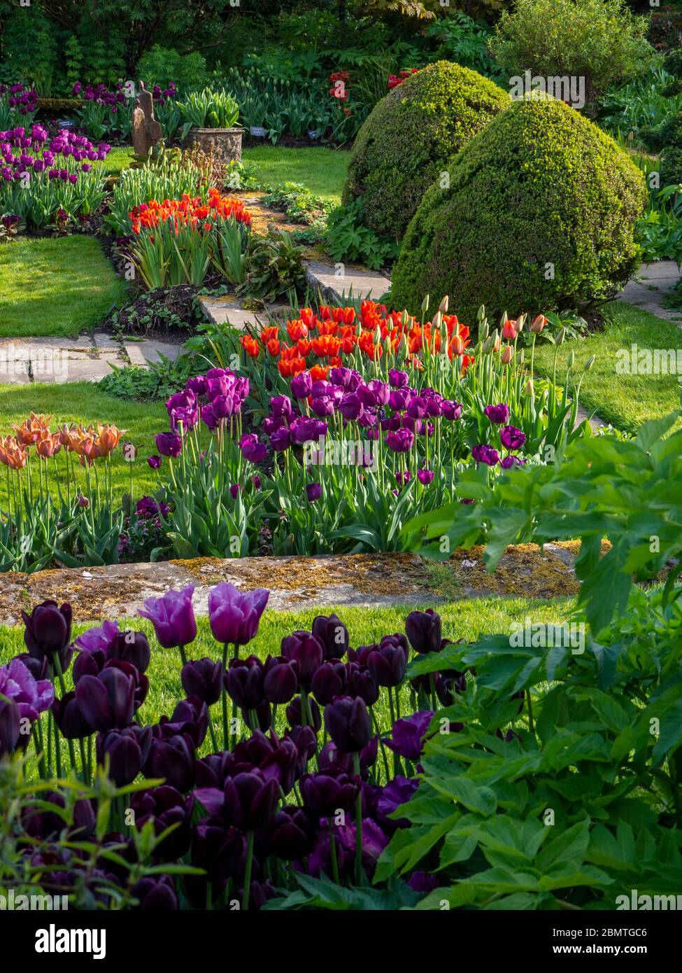 Portrait view of steps up from the sunken garden at Chenies in April, with colourful tulips, topiary and grass paths. Stock Photo