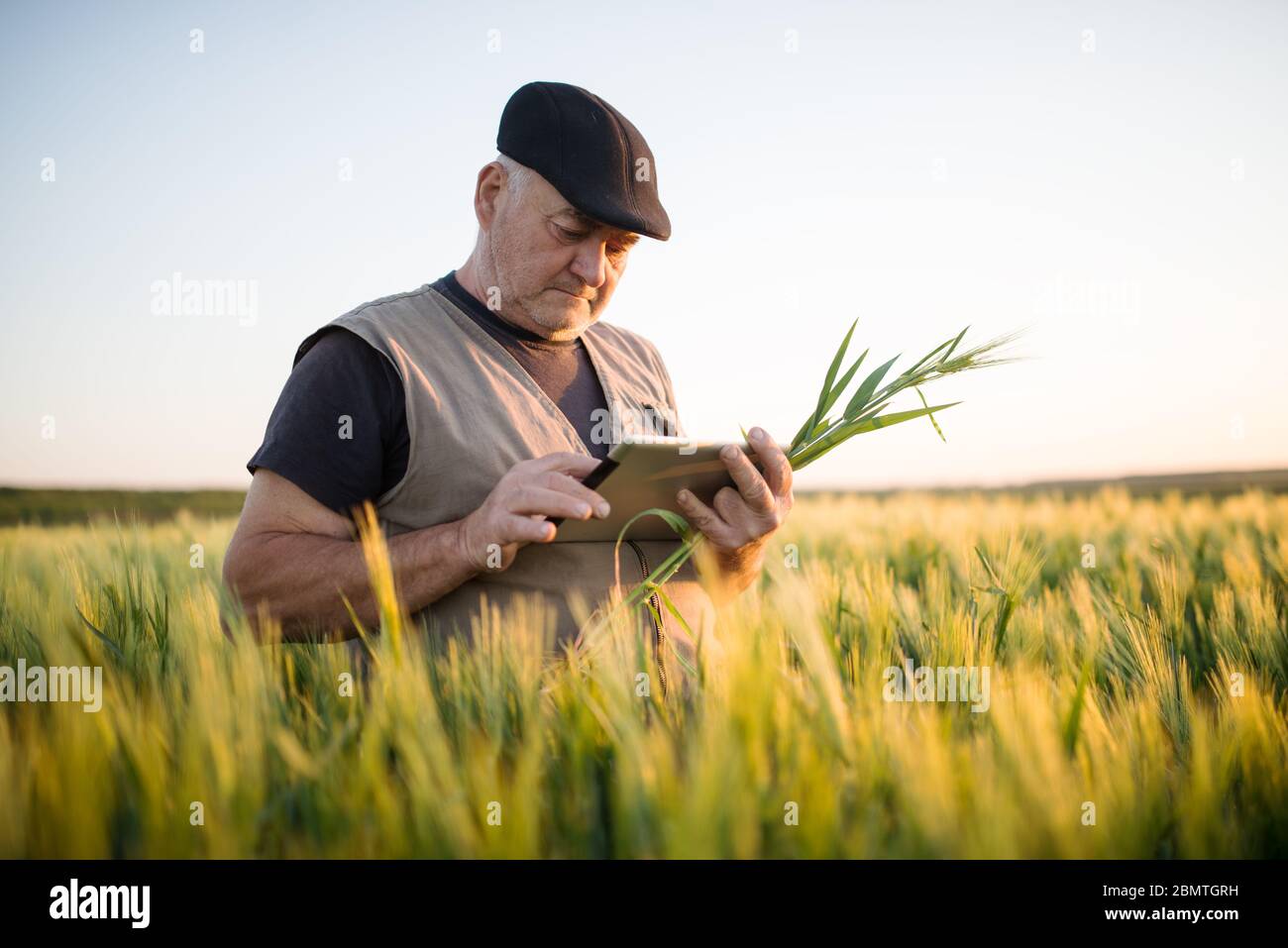 Senior farmer standing in wheat field holding tablet in his hand and ...