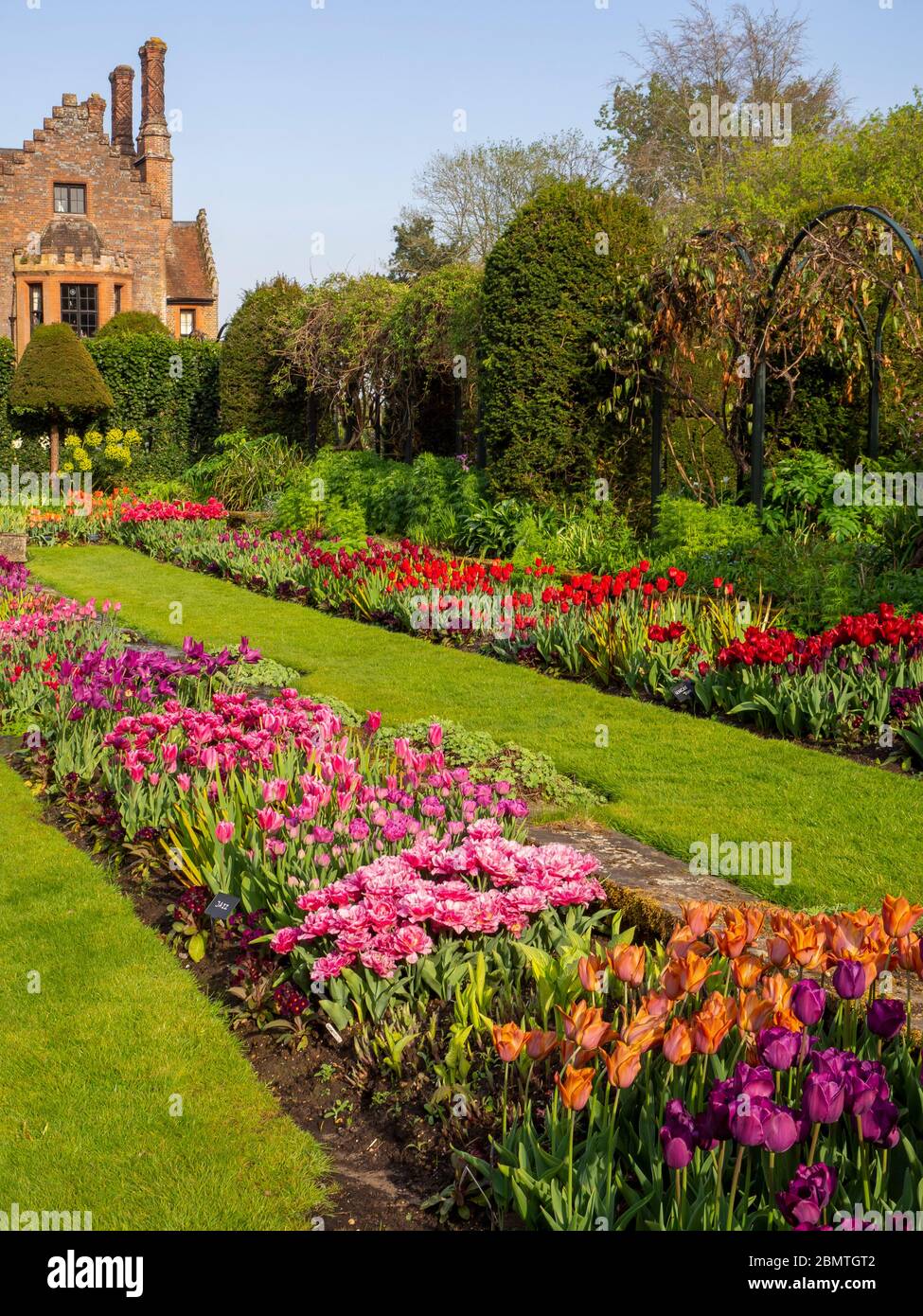 Portrait view of mass planted tuilps at Chenies Manor Garden. Pinks, reds, mauves and orange coloured blooms with the Tudor manor in the background. Stock Photo