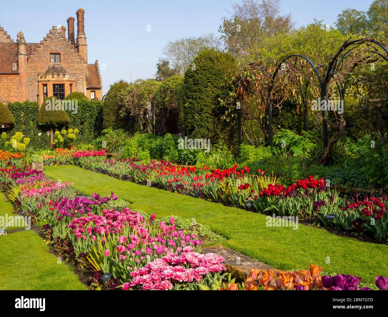 Mass planted tuilps at Chenies Manor sunken Garden. Pinks, reds, mauves and orange blooms,Tudor manor against blue sky. Stock Photo