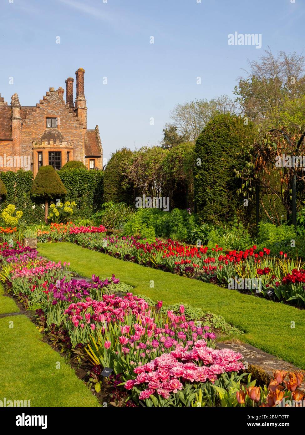 Portrait view of mass planted tuilps at Chenies Manor Garden. Pinks, reds, mauves and orange blooms in the sunken garden,Tudor manor against blue sky. Stock Photo