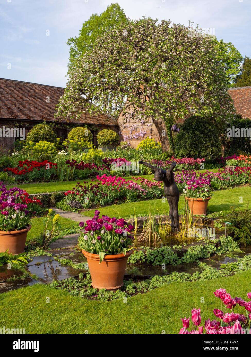 Chenies Manor Sunken garden with colourful tulip varieties, looking towards the tearoom and Bramley apple tree in April. Stock Photo