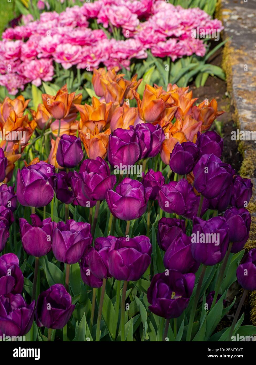 Mass planting.of colourful purple, orange and pink tulips at Chenies Manor Sunken garden. .Negrita tulip,Queen of Marvel peony-flowering tulip, Stock Photo