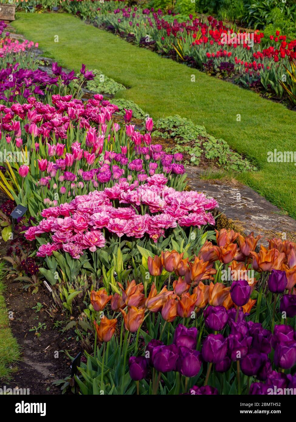 Portrait view of mass planted tuilps at Chenies Manor Garden. Pinks, reds, mauves and orange coloured blooms. Stock Photo