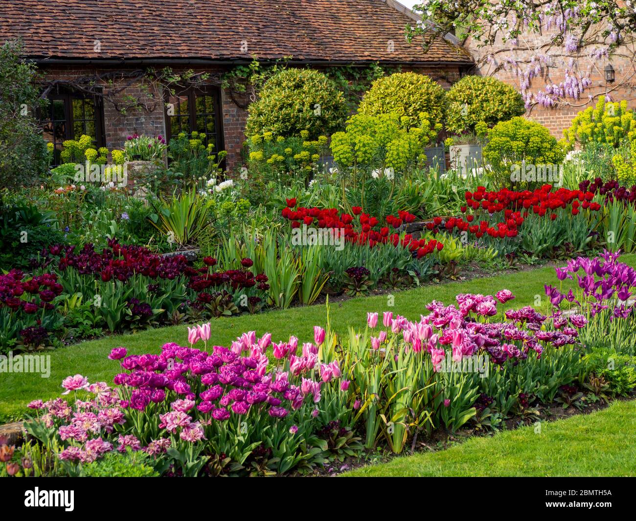 Terraced plant borders with colourful tulips by the tearoom at Chenies Manor sunken garden in April.Pink, mauve, red tulips and acid-green euphorbia. Stock Photo