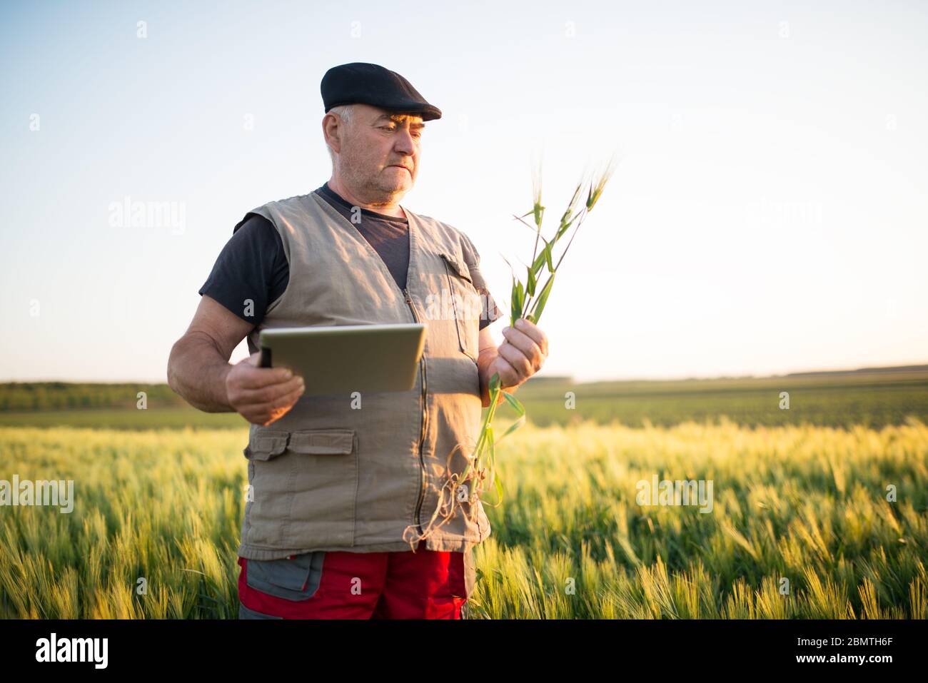 Senior farmer standing in wheat field holding tablet in his hand and ...