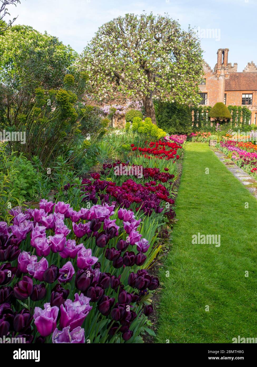 Long tulip border leading to Chenies Manor house, with Bramley apple tree still in afternoon sunshine in late April 2020. Purples, reds along a path. Stock Photo