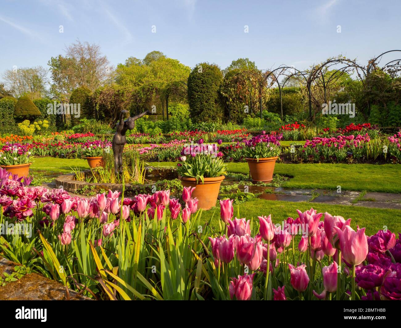 Sunken garden, Chenies Manor with ornamental pond, Alan Biggs sculpture of a diver, surrounded by tulips of various shades of pink and purple. Stock Photo
