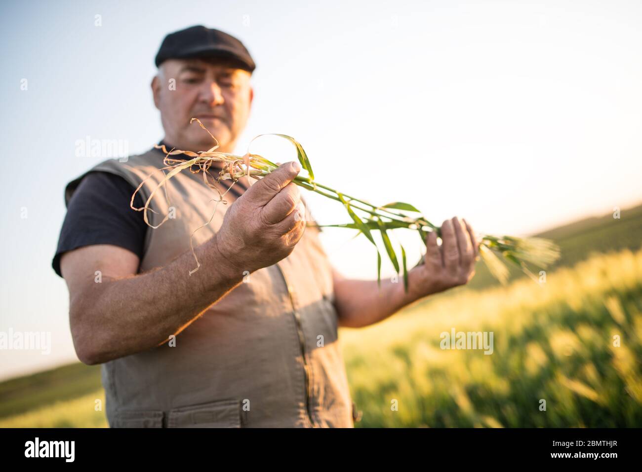 Senior farmer standing in field examining wheat crop during the sunset ...