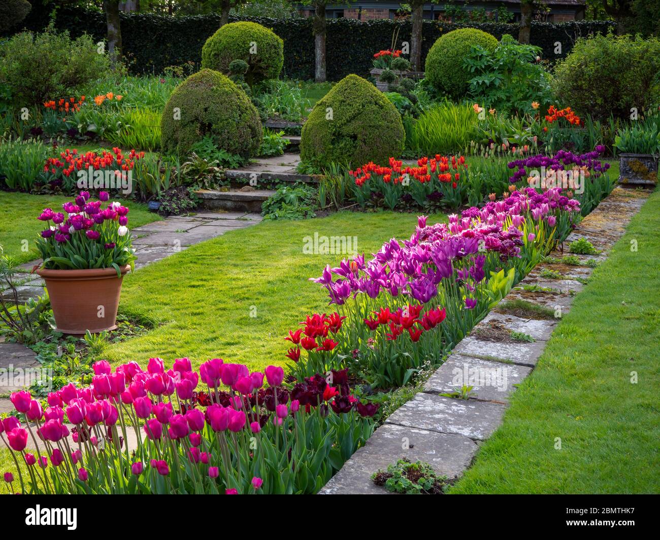 Shadow and sunshine on colourful tulip blooms in Chenies Manor sunken garden. Lawn, steps, path lead the eye along rows of pink, mauve, orange blooms. Stock Photo
