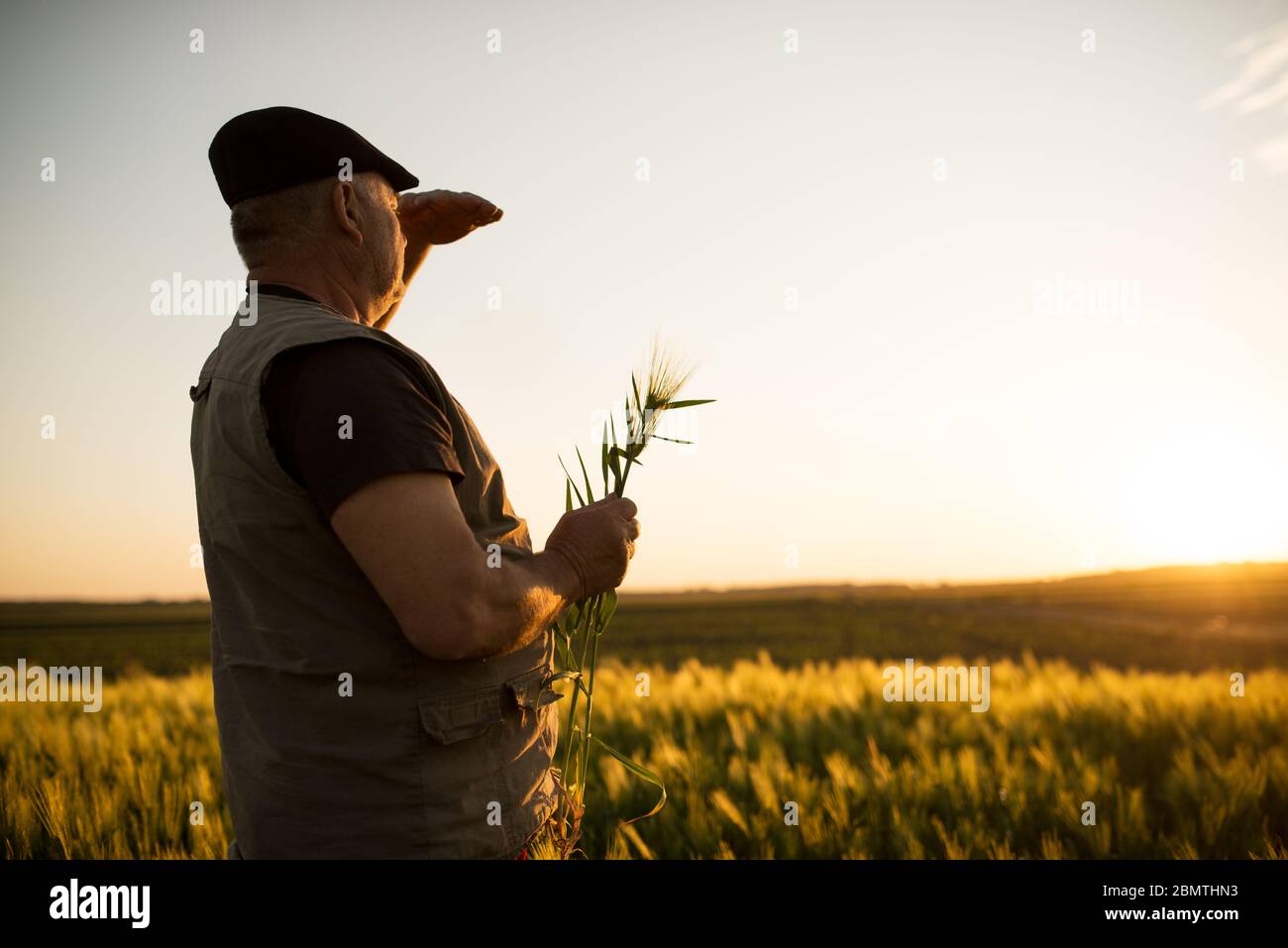 Senior farmer standing in field examining wheat crop during the sunset ...