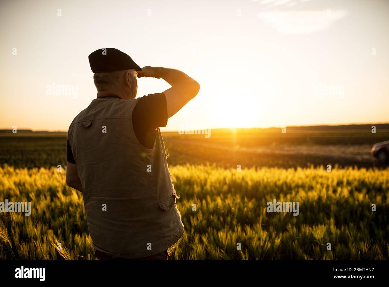 Senior farmer standing in field examining wheat crop during the sunset ...