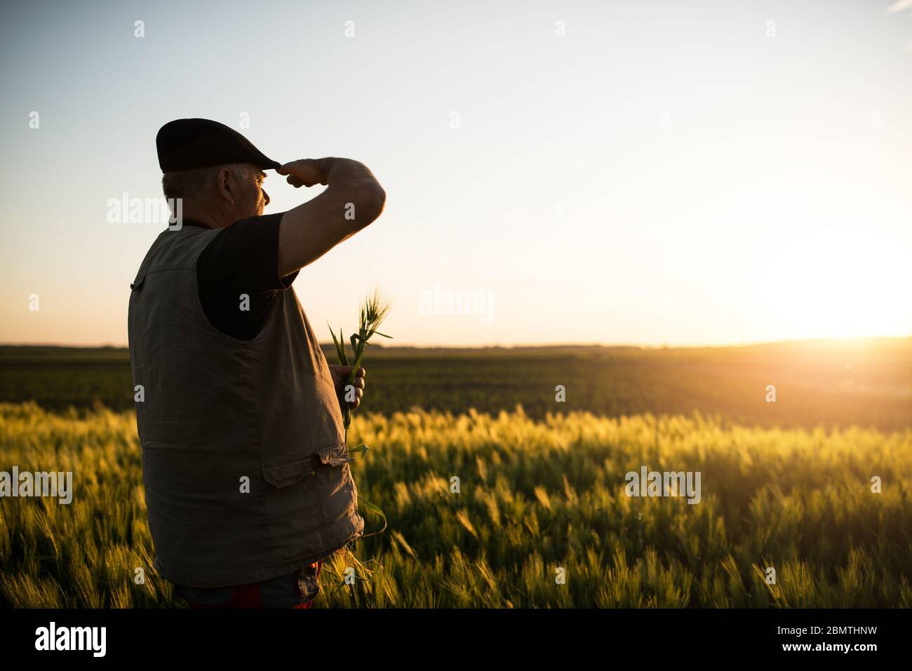 Senior farmer standing in field examining wheat crop during the sunset ...