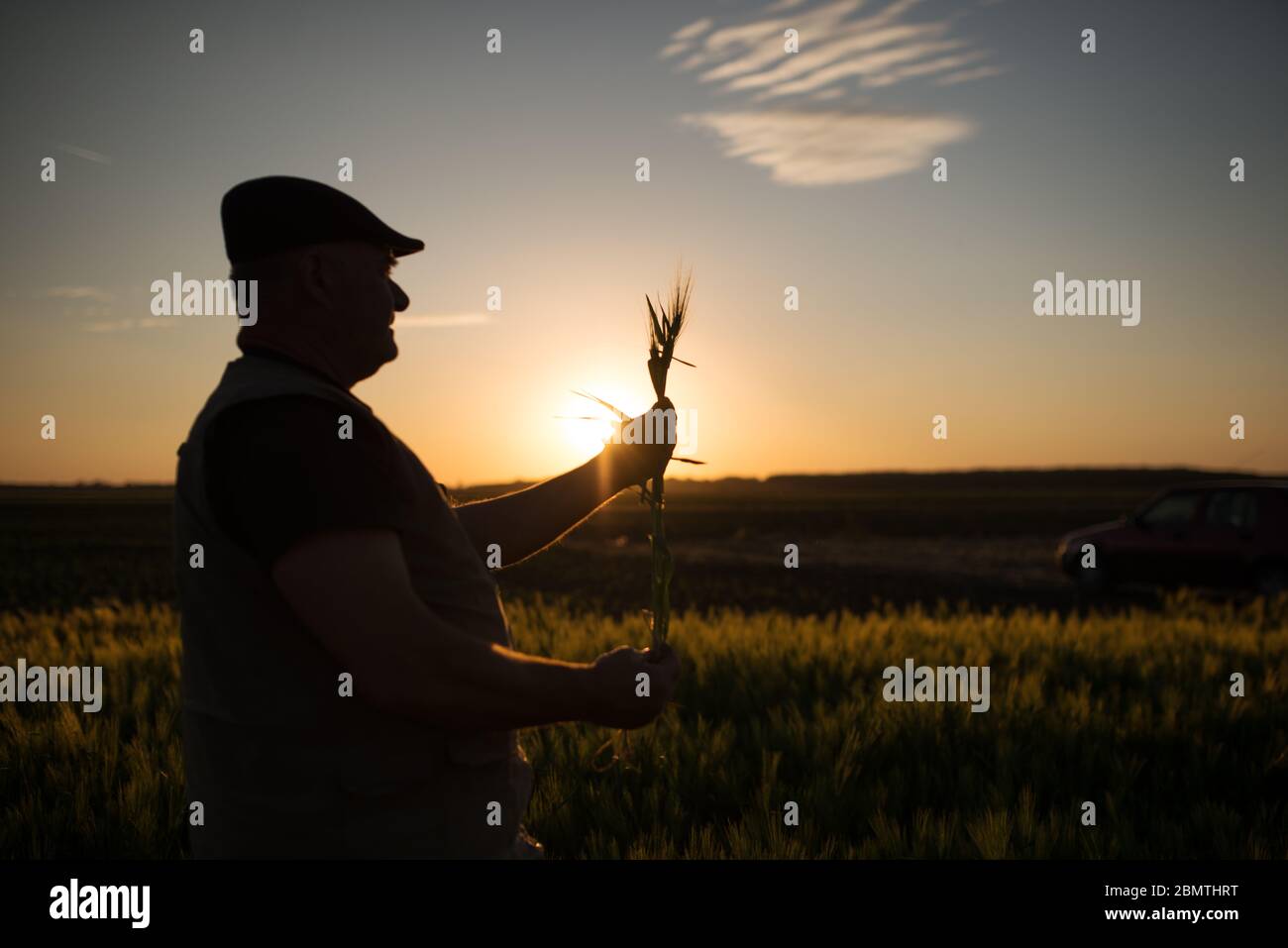 Senior farmer standing in field examining wheat crop during the sunset ...