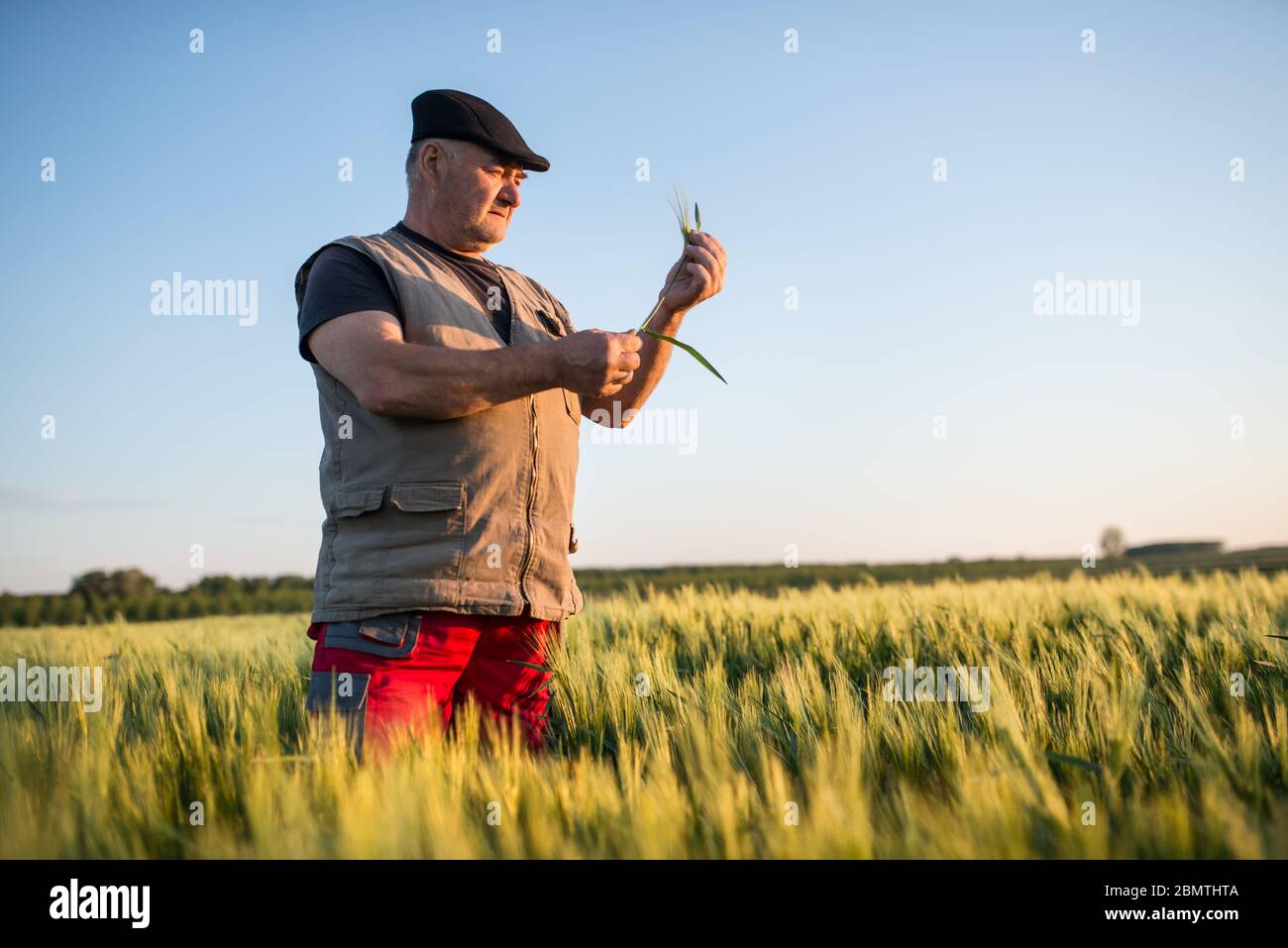 Senior farmer standing in field examining wheat crop during the sunset ...