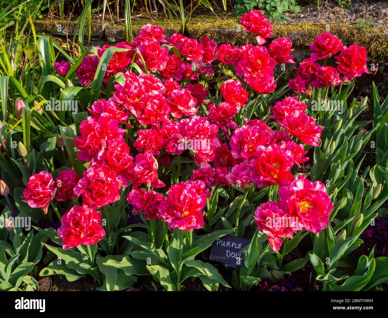 Mass planting of vibrant pink Tulip variety, Chato, at Chenies Manor sunken garden in April. Stock Photo
