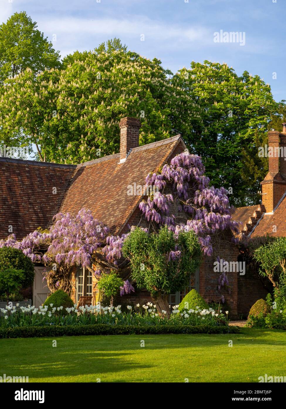 Wisteria sinensis on the Garden room at Chenies Manor in April.Beautiful pastel purple flowers on a climber trained up old brickwok. Stock Photo