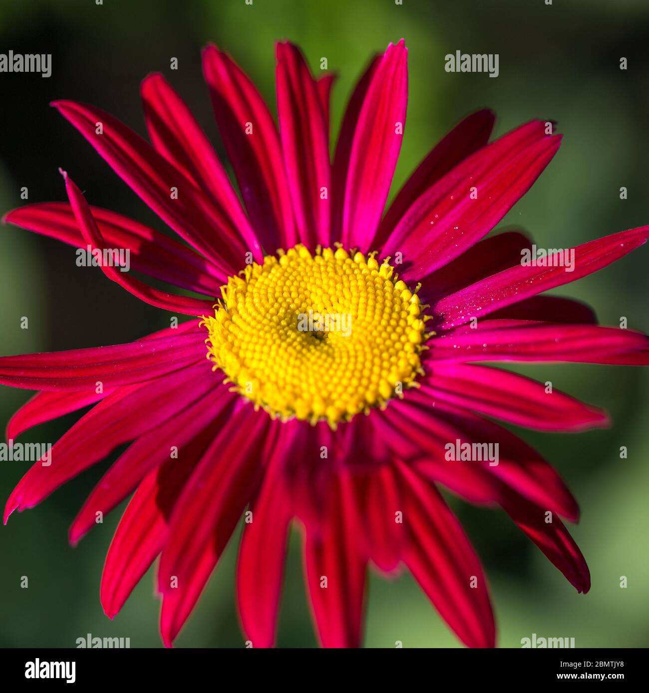 Yellow center of red beautiful pyrethrum flower showing fibonacci pattern. Stock Photo