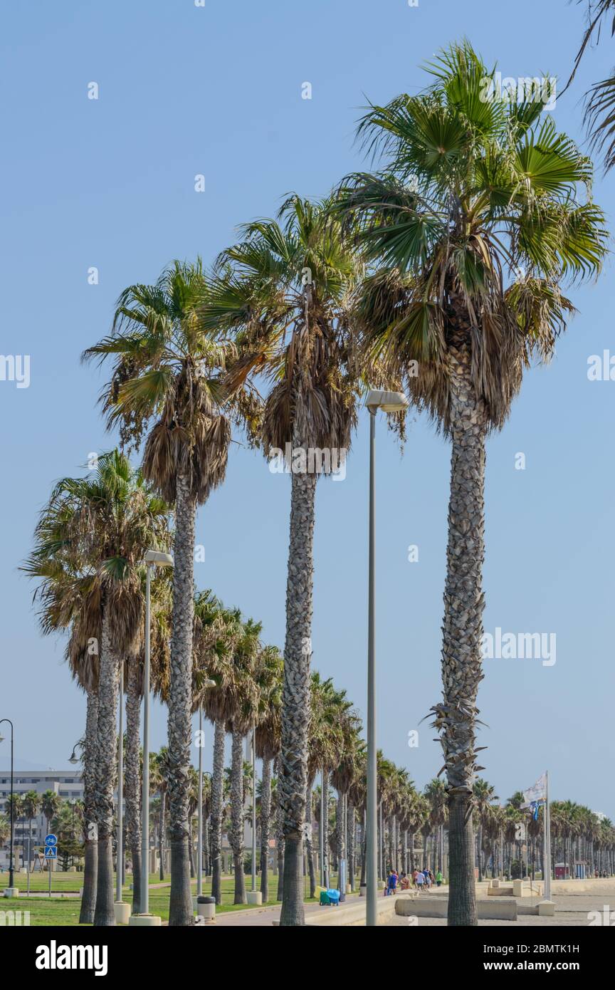 Endless Row Of Palm Trees Perfectly Separated On The Beach Walk Of Roquetas De Mar. August 14, 2019. Roquetas De Mar Almeria. Spain. Travel Tourism Ho Stock Photo