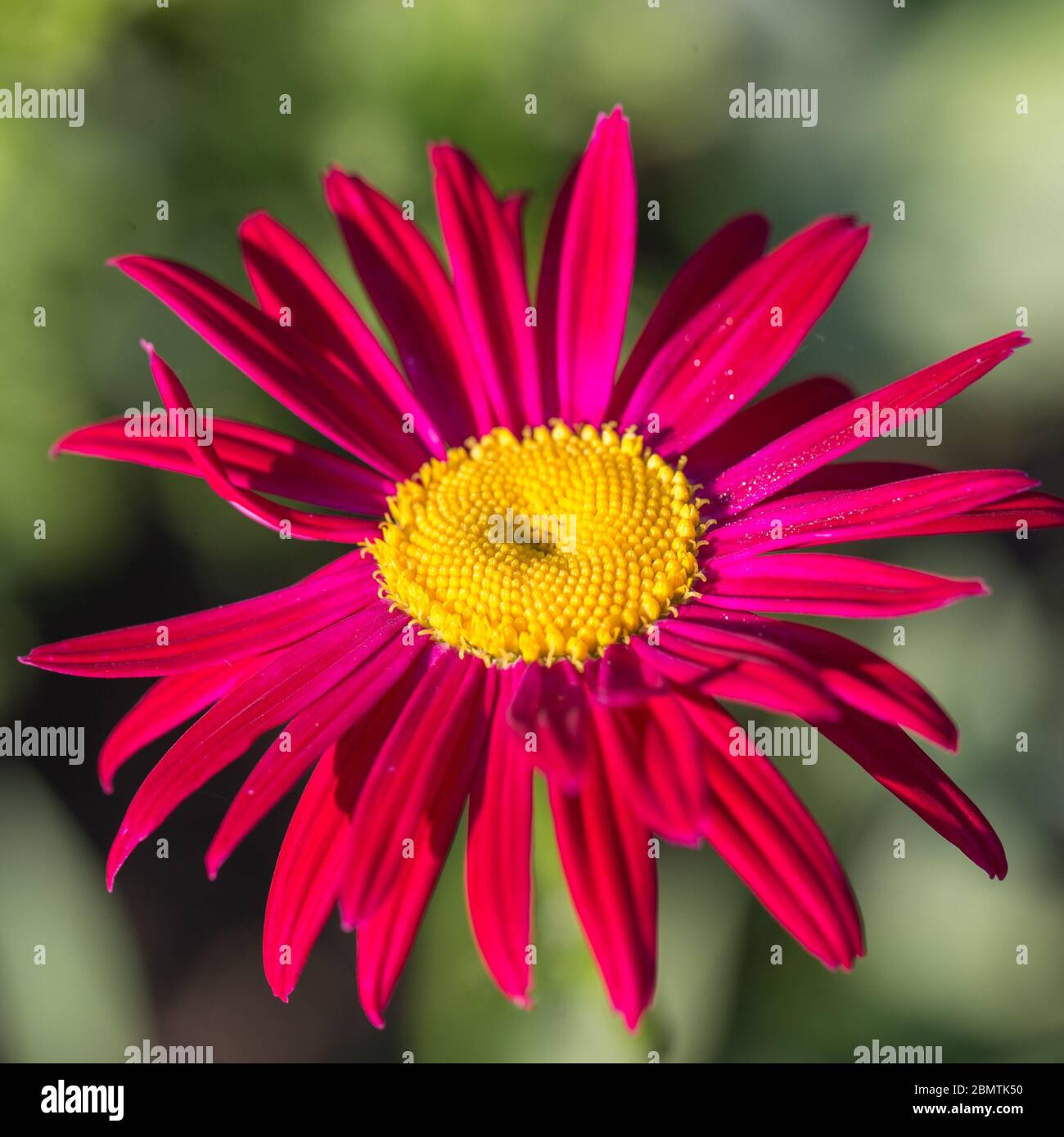 Yellow center of red beautiful pyrethrum flower showing fibonacci pattern. Stock Photo