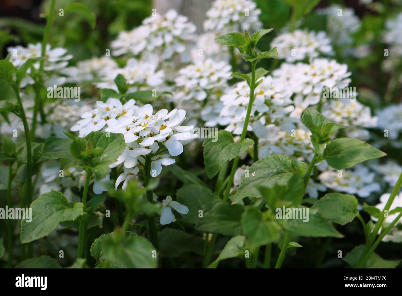 Schleifenblume, Iberis, sempervierens, Stock Photo