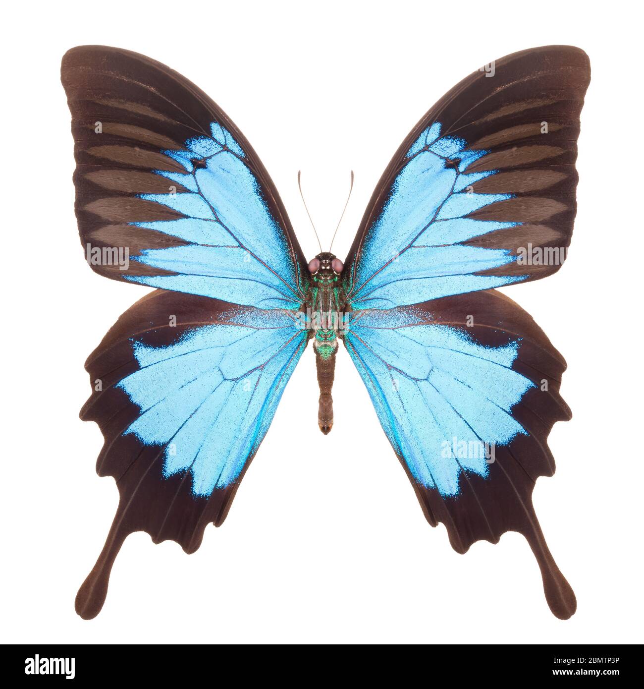 Blue emperor butterfly isolated on a white background Stock Photo Alamy