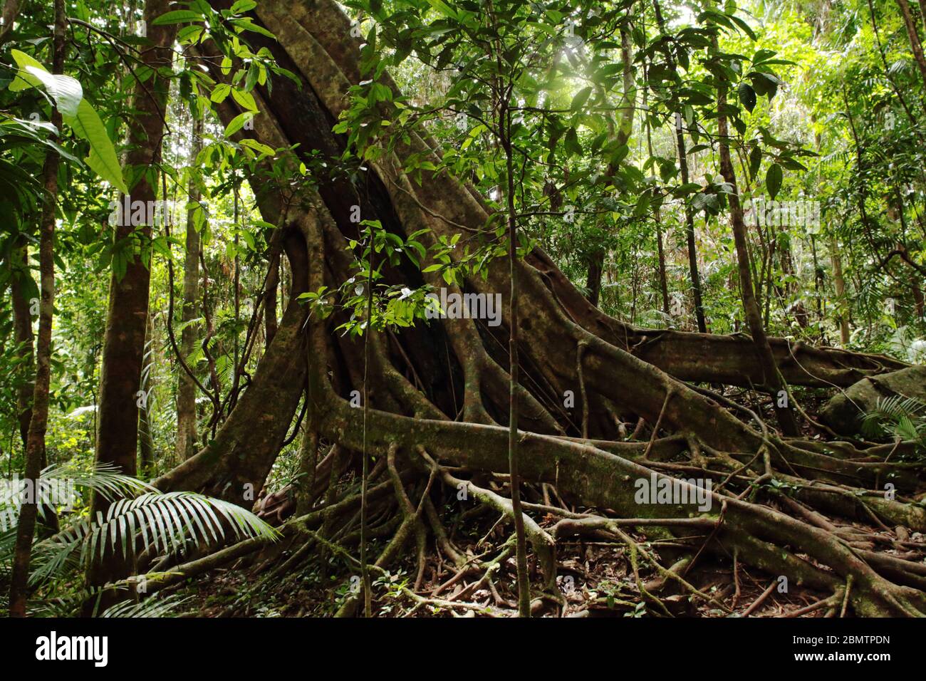Rainforest in Queensland Australia Stock Photo - Alamy