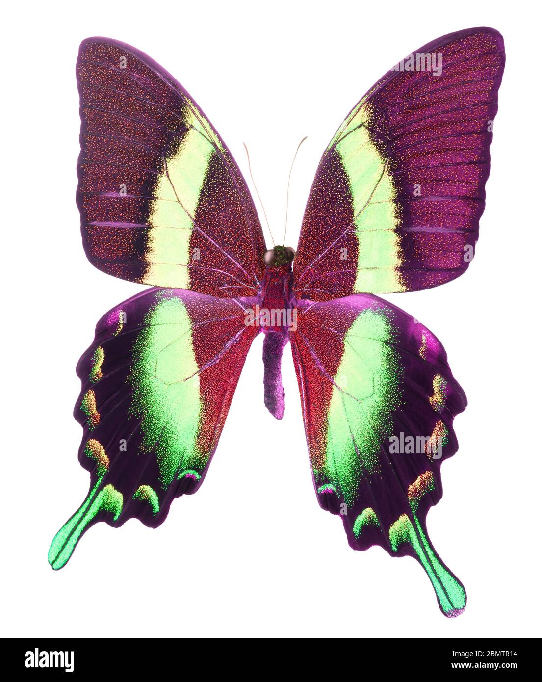 Morpho butterfly isolated on a white background Stock Photo - Alamy