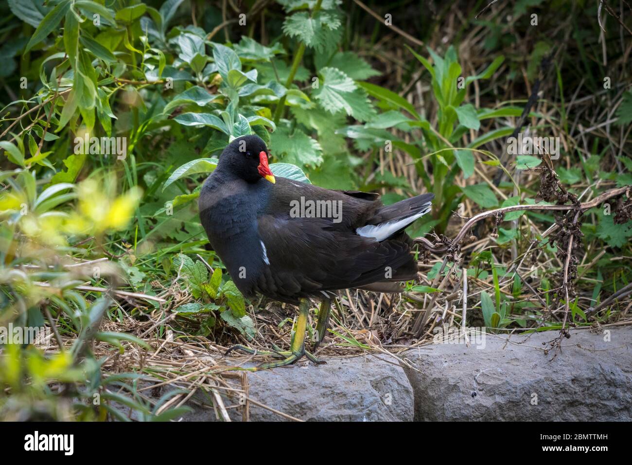A Moorhen Gallinula chloropus in the undergrowth at Trenance Boating Lake in Trenance Gardens in Newquay in Cornwall. Stock Photo