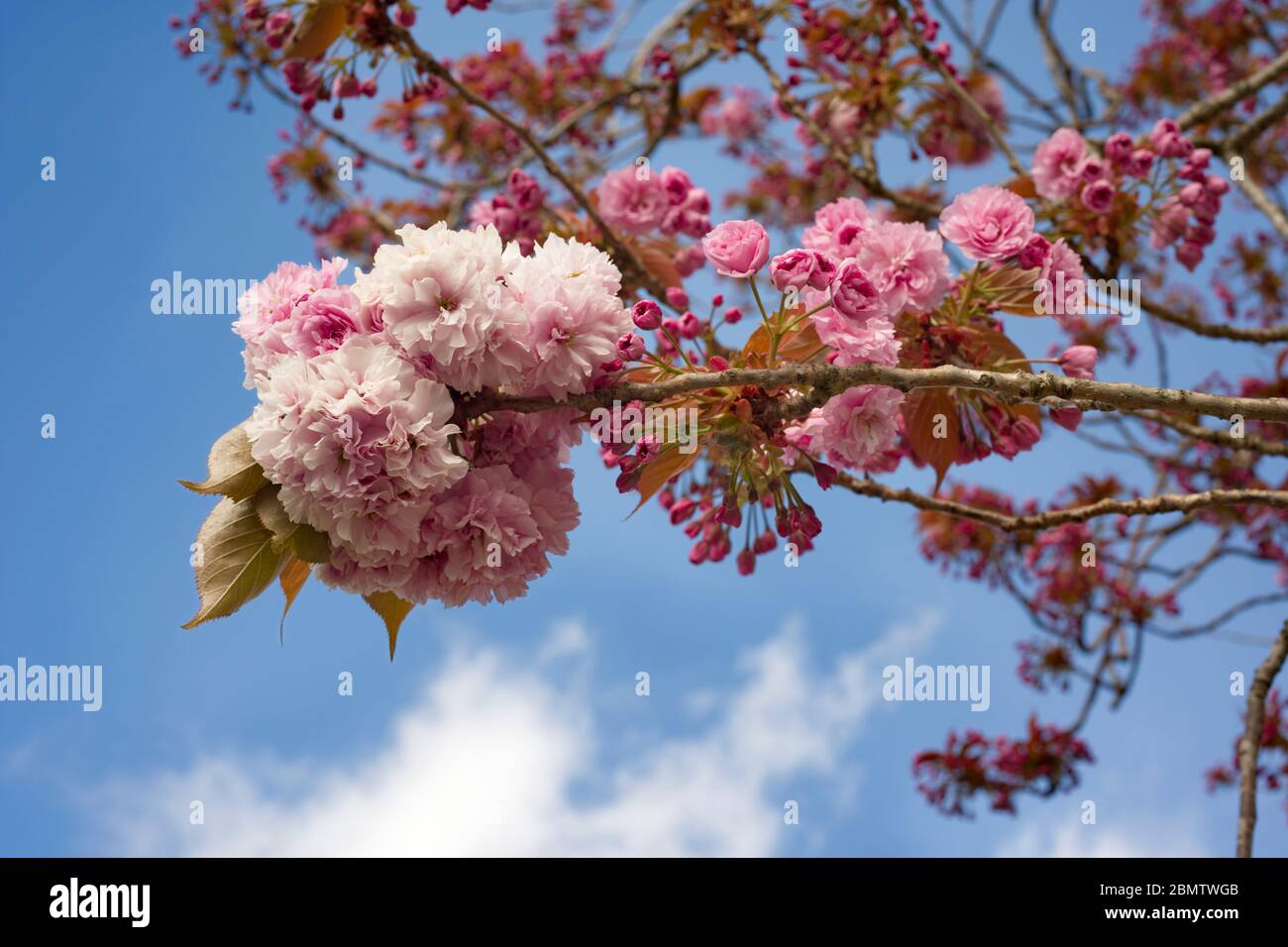 Malus Domestica (apple blossoms) at Wells Cathedral Green Stock Photo