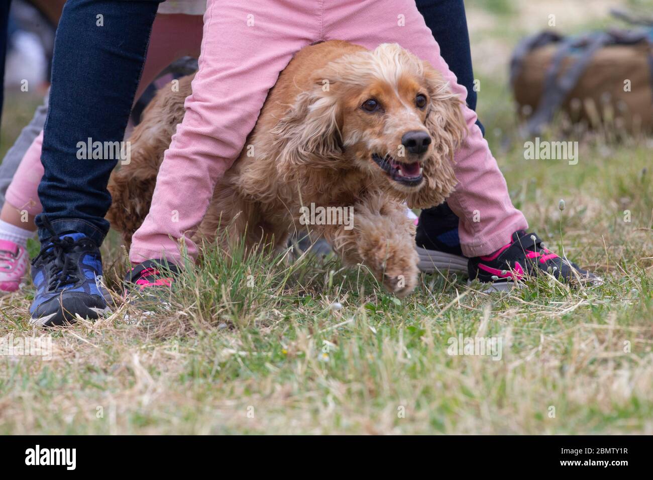 Cocker spaniel passing through children's legs that form a tunnel Stock Photo