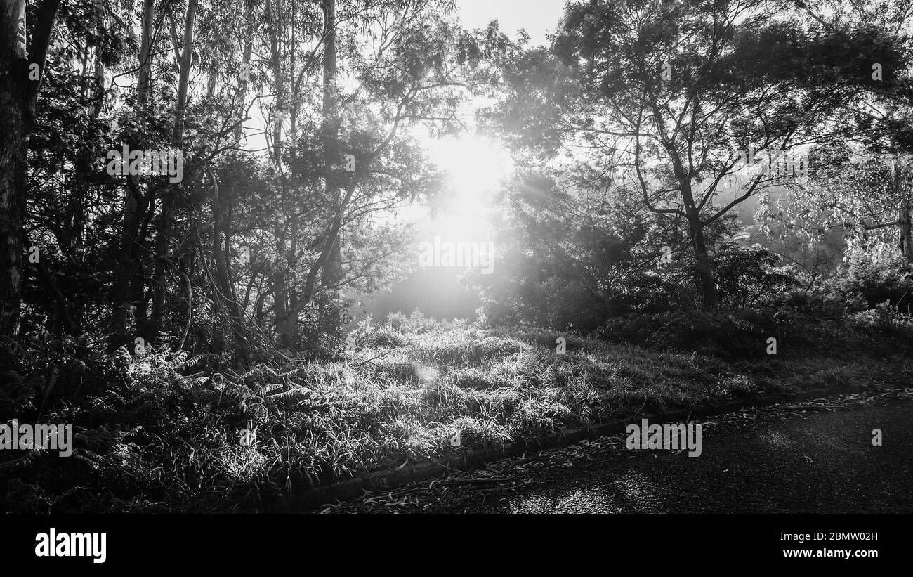 Park sunny Black and White Stock Photos & Images - Alamy