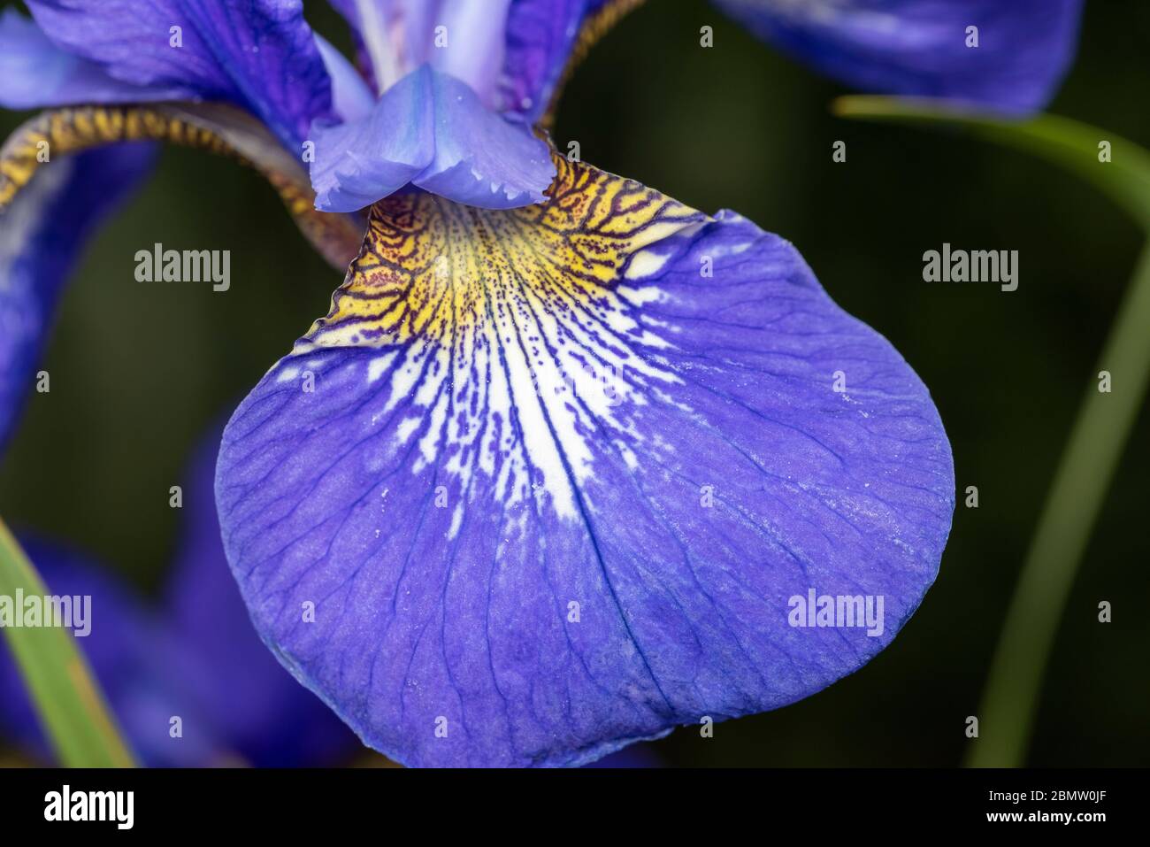 Petal of Iris sanguinea, Isehara City, Kanagawa Prefecture, Japan Stock Photo