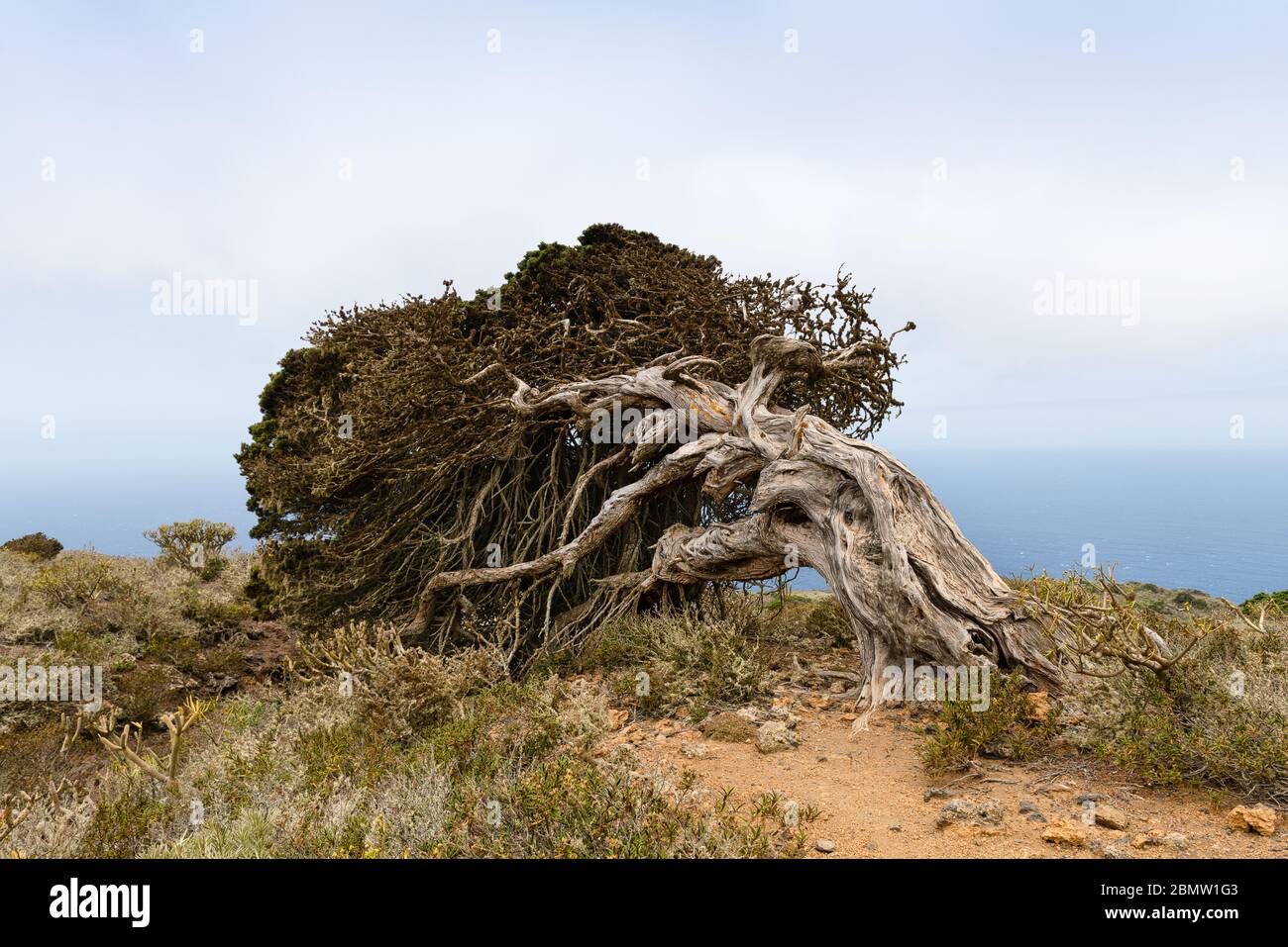 Beautiful landscape with old wind bent juniper tree on the island El Hierro. Stock Photo