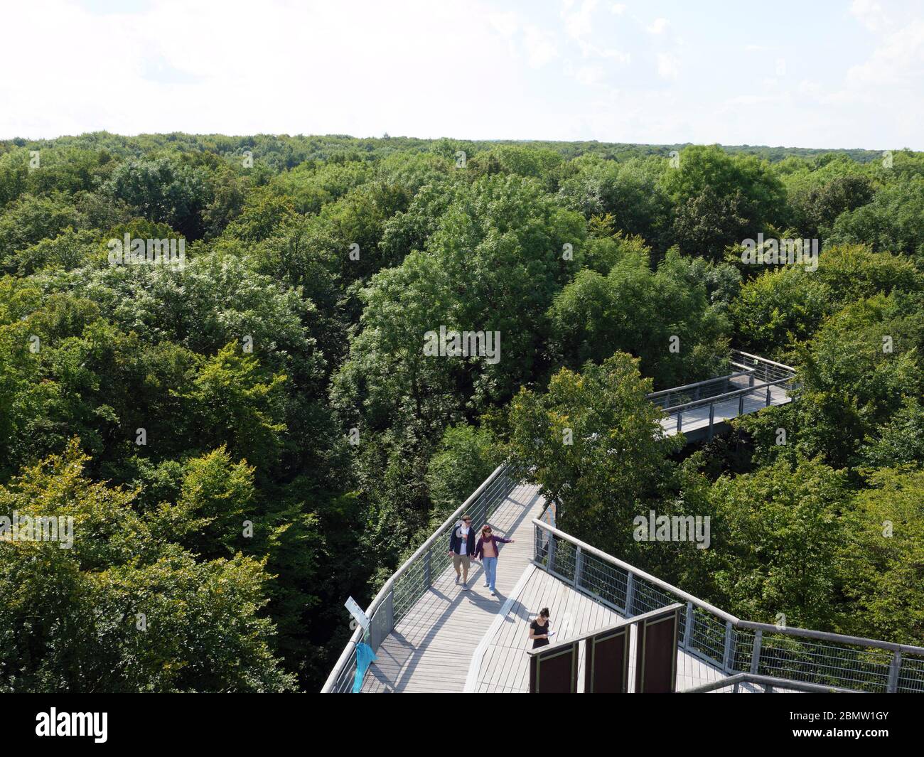 Nationalpark Hainich, Baumkronenpfad, Deutschland Stock Photo