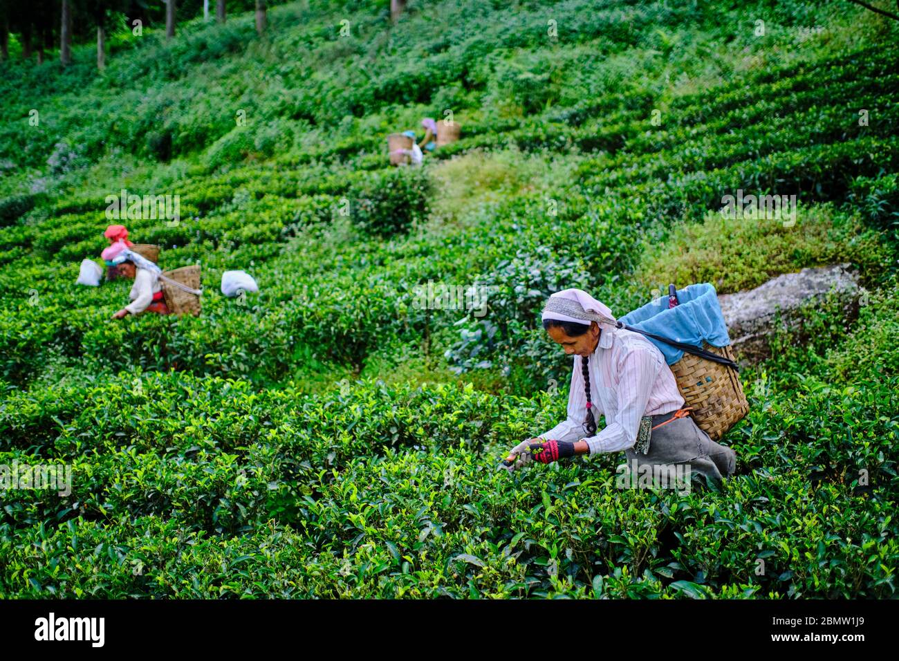 India, West Bengal, Darjeeling, Castleton tea estate, tea picker ...