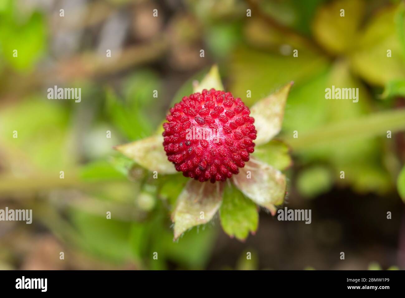 Potentilla Hebiichigo Yonek Isehara City Kanagawa Prefecture Japan Stock Photo Alamy Potentilla Hebiichigo Yonek Isehara City Kanagawa Prefecture Japan Stock Photo Alamy