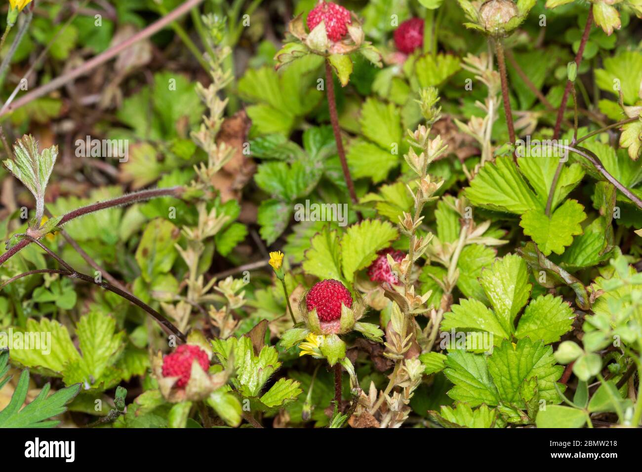 Potentilla Hebiichigo Yonek Isehara City Kanagawa Prefecture Japan Stock Photo Alamy Potentilla Hebiichigo Yonek Isehara City Kanagawa Prefecture Japan Stock Photo Alamy