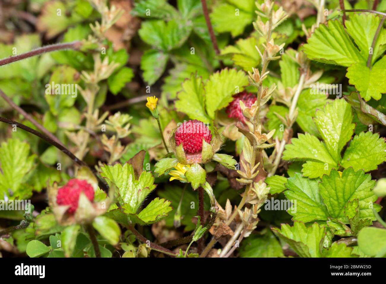 Potentilla Hebiichigo Yonek Isehara City Kanagawa Prefecture Japan Stock Photo Alamy Potentilla Hebiichigo Yonek Isehara City Kanagawa Prefecture Japan Stock Photo Alamy