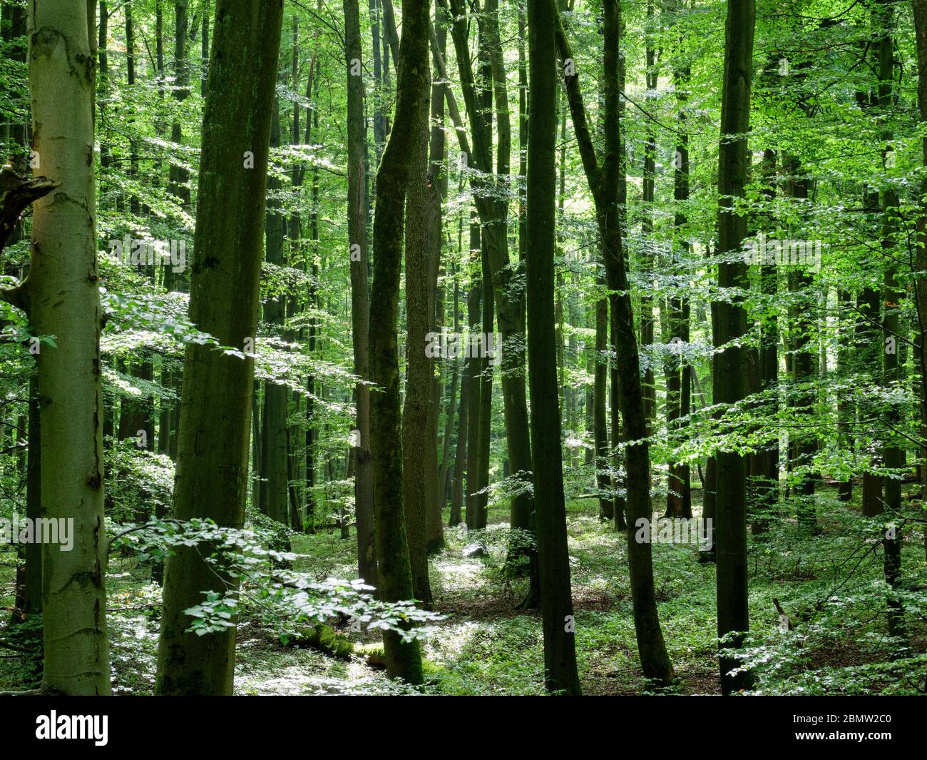 Nationalpark Hainich, UNESCO Welterbe Buchenwald, Urwald, Thüringen, Deutschland Stock Photo