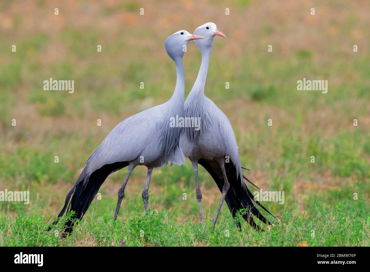 Blue Crane (Grus paradisea), two adults standing on the ground, Western Cape, South Africa Stock Photo