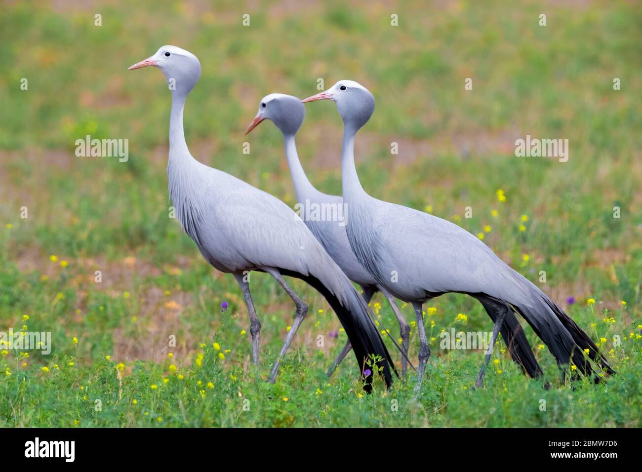 Blue Crane (Grus paradisea), three adults walking in a grassland, Western Cape, South Africa Stock Photo