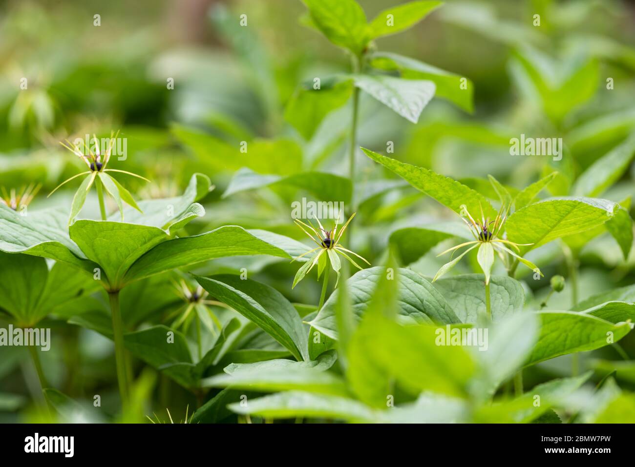 Herb Paris, Paris quadrifolia, in woodland Stock Photo