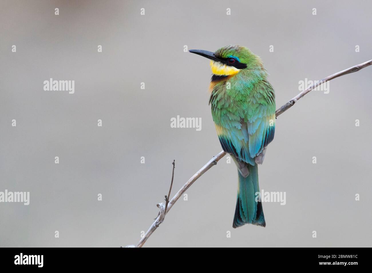 Little Bee-eater (Merops pusillus), adult perched on a branch, Mpumalanga, South Africa Stock Photo