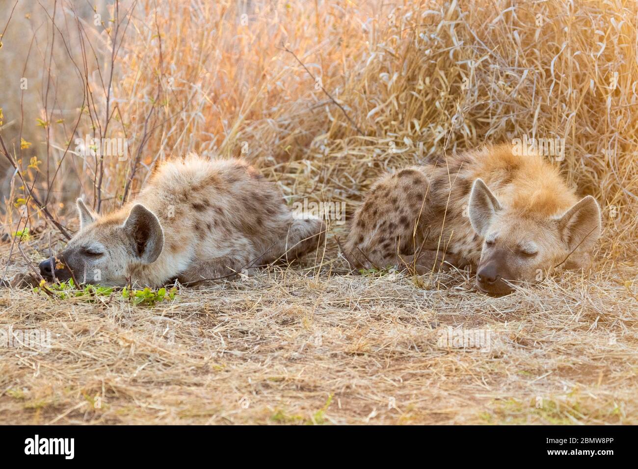 Spotted Hyena (Crocuta crocuta), two cubs sleeping, Mpumalanga, South Africa Stock Photo