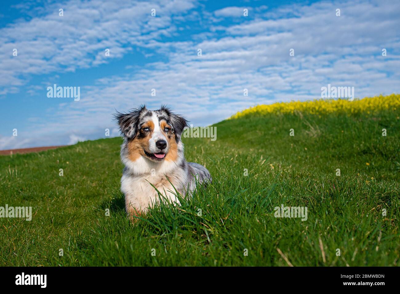 Australian Shepherd on green gras infront of blue cloudy sky looking front Stock Photo